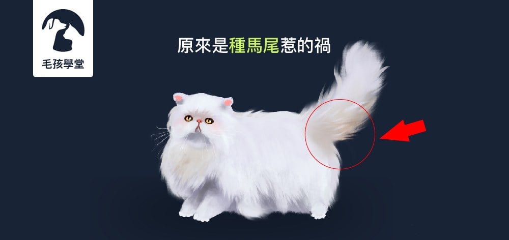 貓貓尾巴總是油膩膩、毛髒髒的 ? 原來是「種馬尾」惹的禍